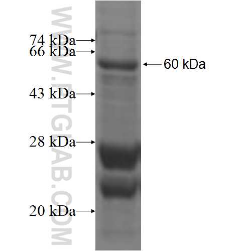 EZH2 fusion protein Ag2799 SDS-PAGE
