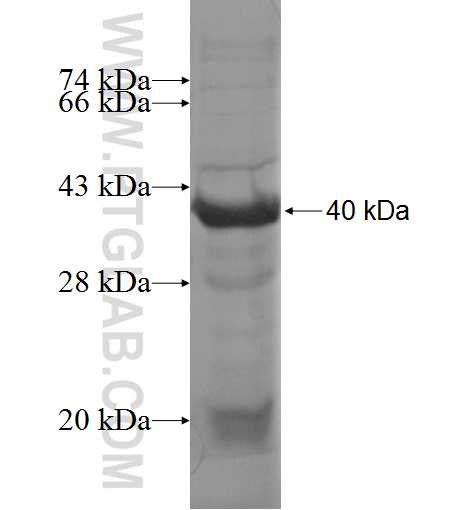 EZH2 fusion protein Ag6556 SDS-PAGE