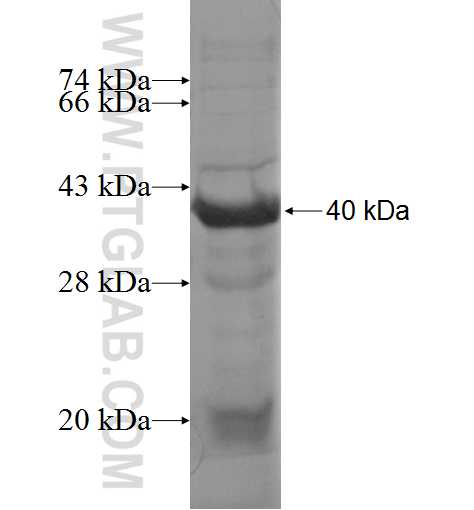 EZH2 fusion protein Ag6556 SDS-PAGE