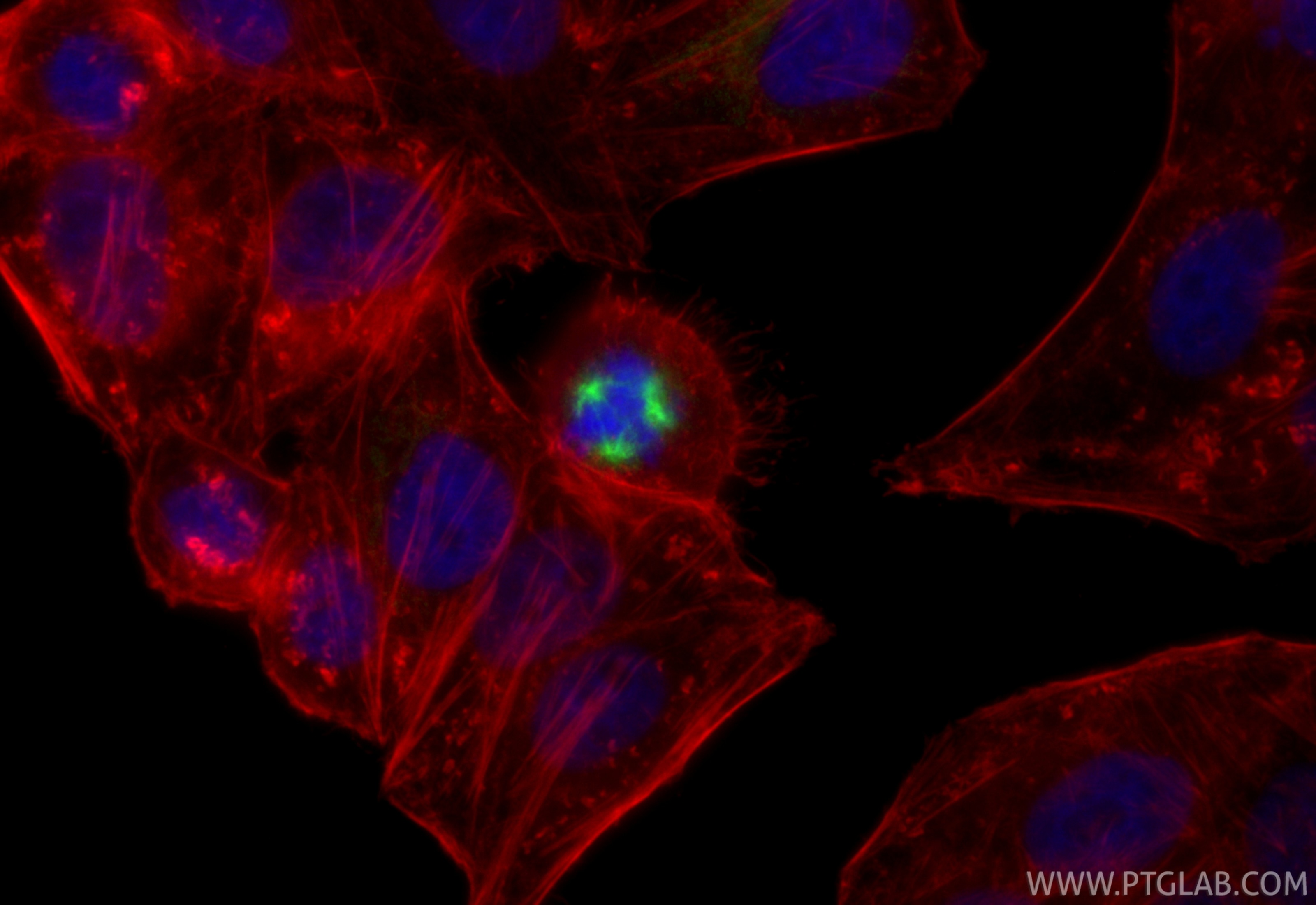 Immunofluorescence (IF) / fluorescent staining of HepG2 cells using Eg5 Recombinant antibody (84966-2-RR)