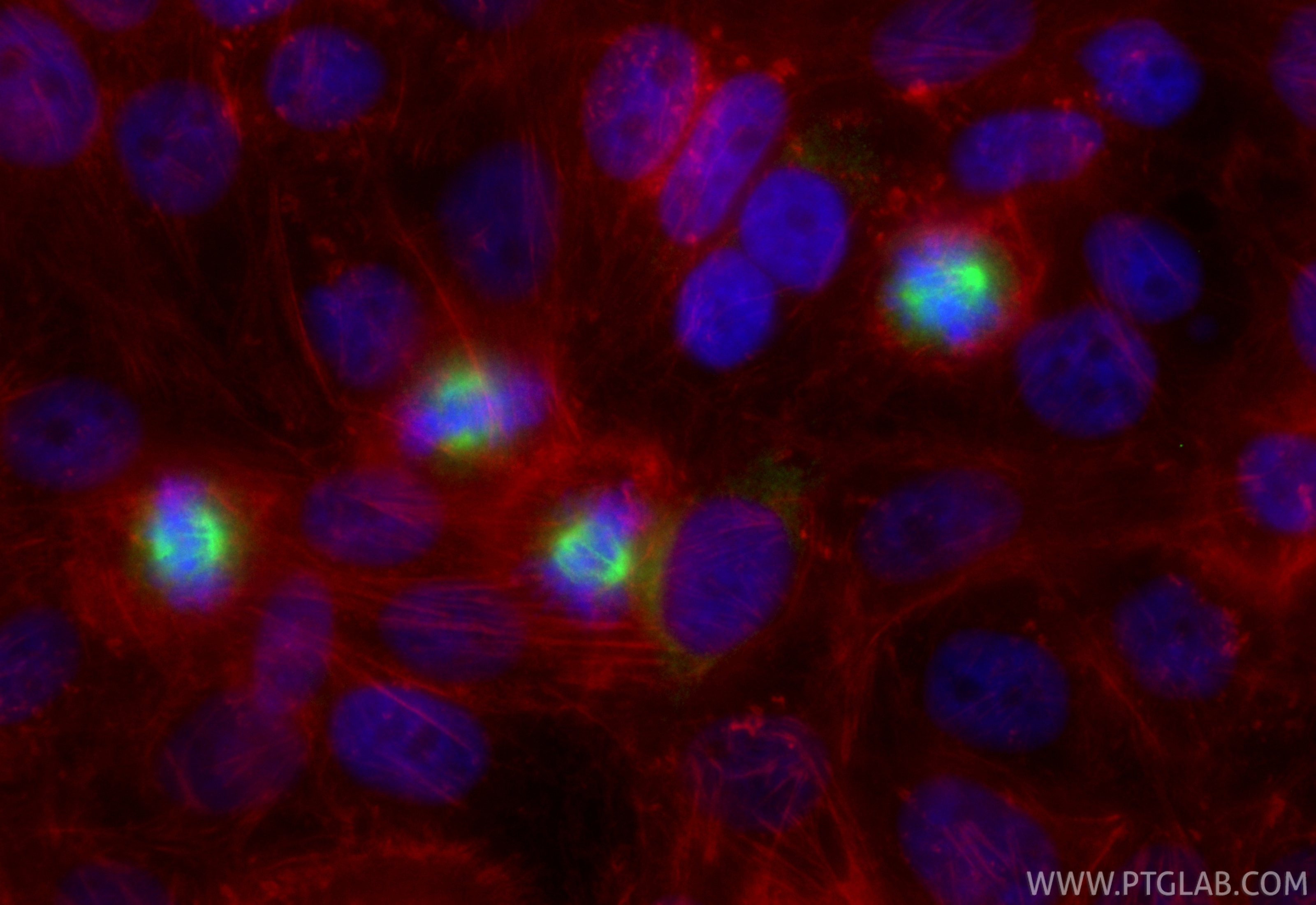 Immunofluorescence (IF) / fluorescent staining of HepG2 cells using CoraLite® Plus 488-conjugated Eg5 Recombinant anti (CL488-84966-2)
