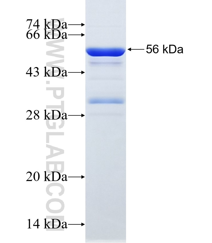 Egfr fusion protein Ag33621 SDS-PAGE