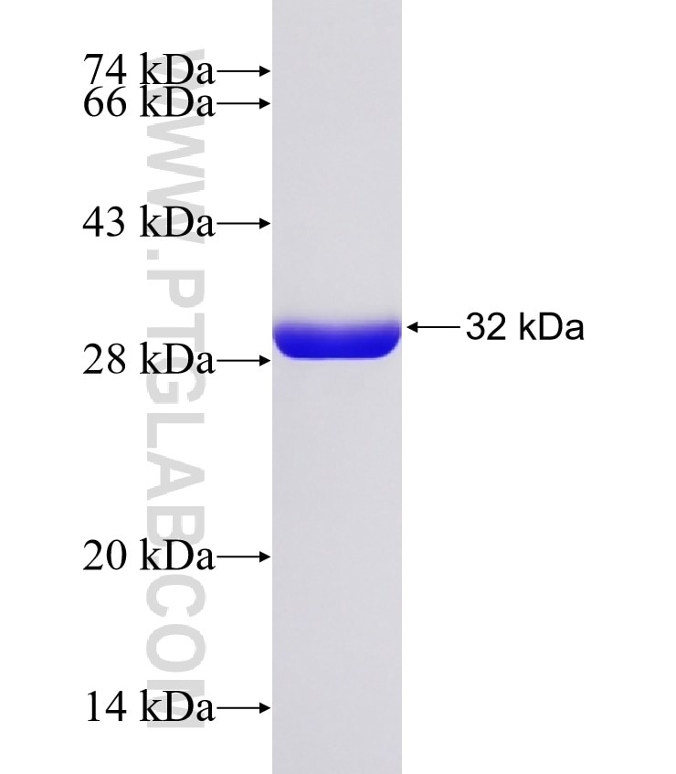 Endo H fusion protein Ag32779 SDS-PAGE