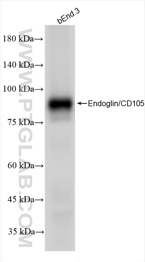 Western Blot (WB) analysis of bEnd.3 cells using Endoglin/CD105 Recombinant antibody (84807-5-RR)