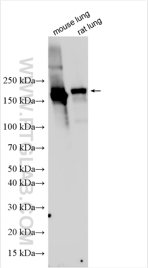 WB analysis using 33251-1-AP Western Blot (WB) analysis of various lysates using Enpep Polyclonal antibody (33251-1-AP)