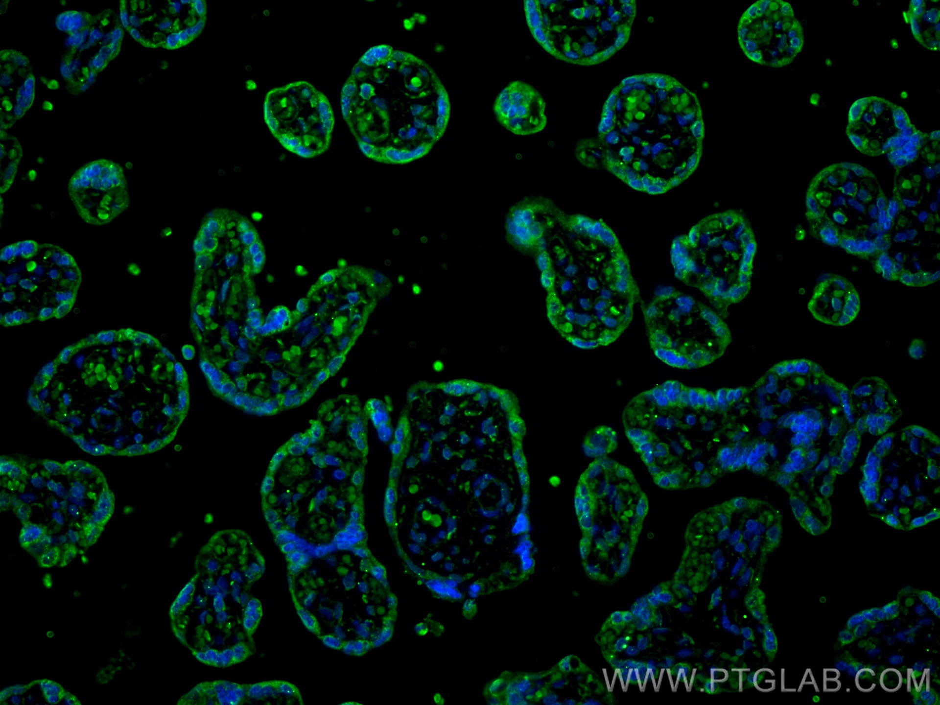 Immunofluorescence (IF) / fluorescent staining of human placenta tissue using Entactin Monoclonal antibody (67310-1-Ig)
