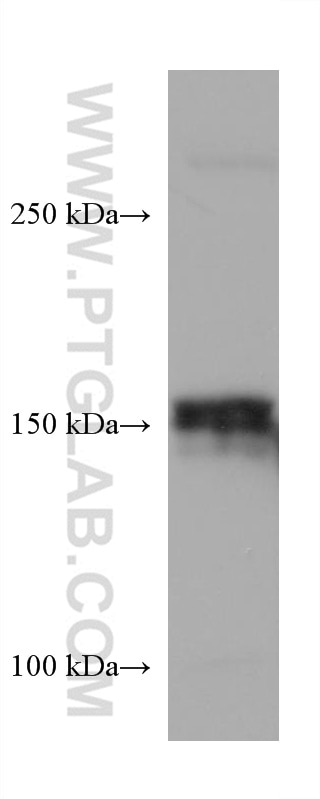 Western Blot (WB) analysis of HeLa cells using Entactin Monoclonal antibody (67310-1-Ig)