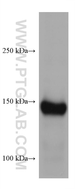 Western Blot (WB) analysis of human placenta tissue using Entactin Monoclonal antibody (67310-1-Ig)
