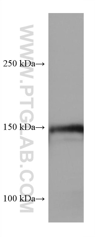 Western Blot (WB) analysis of pig heart tissue using Entactin Monoclonal antibody (67310-1-Ig)
