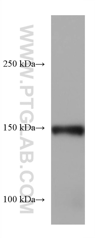 Western Blot (WB) analysis of rat heart tissue using Entactin Monoclonal antibody (67310-1-Ig)