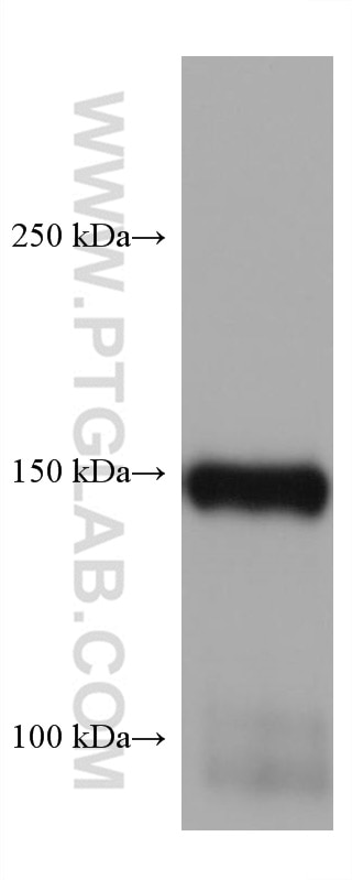 Western Blot (WB) analysis of mouse heart tissue using Entactin Monoclonal antibody (67310-1-Ig)