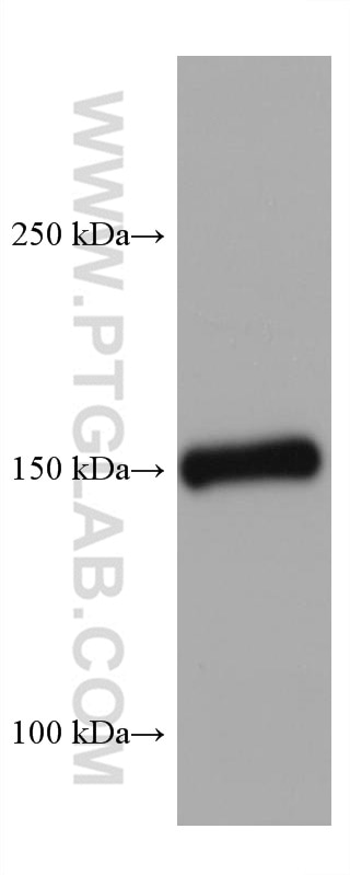 Western Blot (WB) analysis of mouse kidney tissue using Entactin Monoclonal antibody (67310-1-Ig)