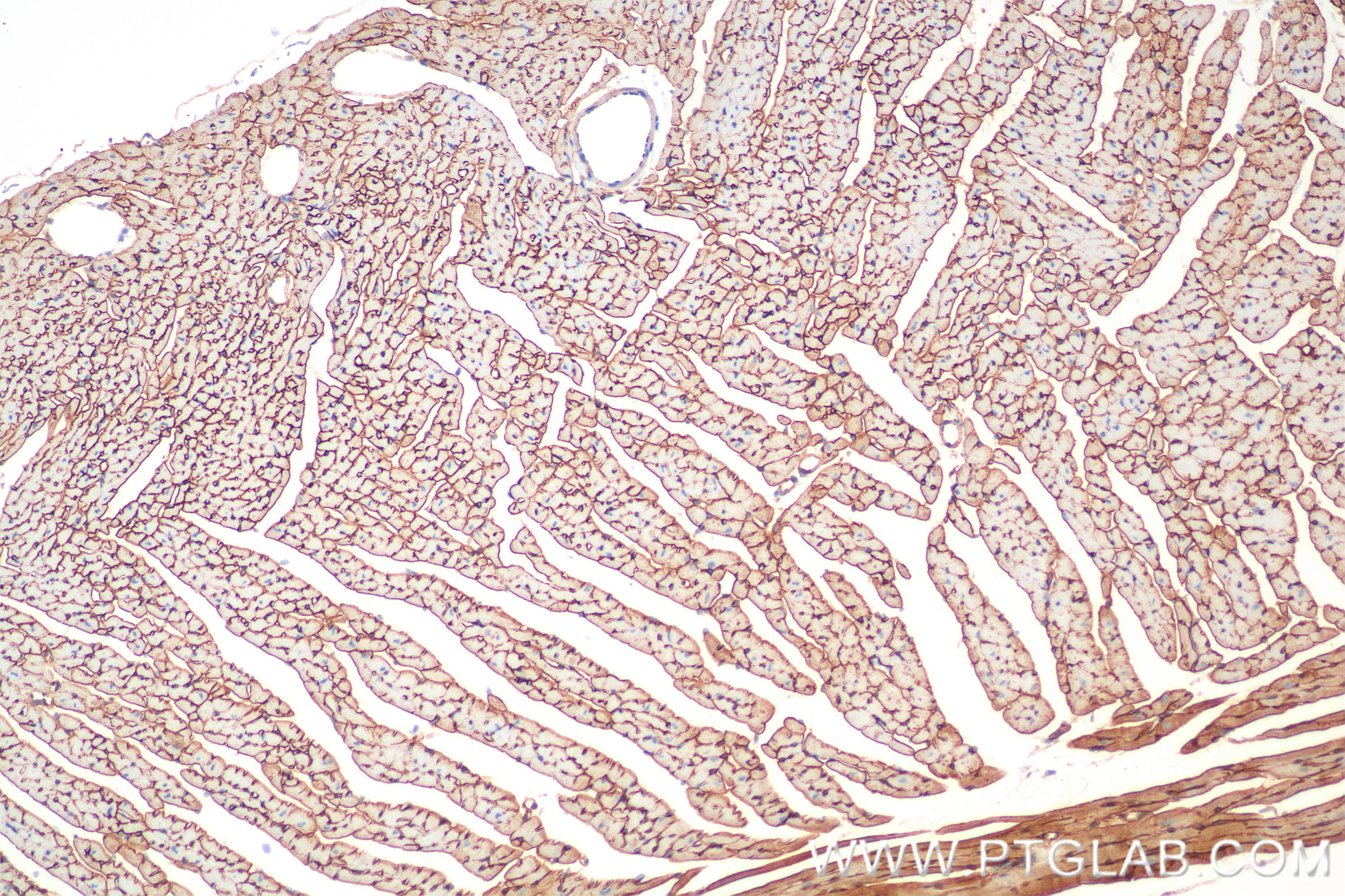 Immunohistochemistry (IHC) staining of mouse heart tissue using Entactin Recombinant monoclonal antibody (86456-1-RR)