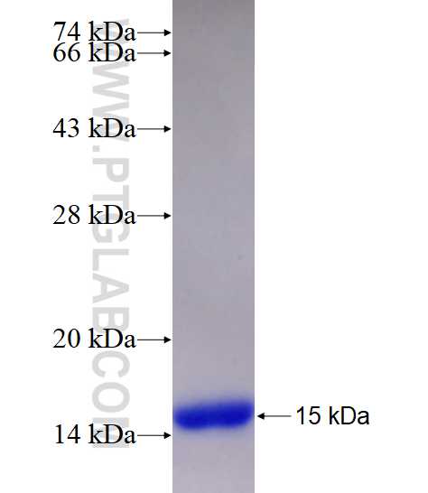 Eotaxin fusion protein Ag28463 SDS-PAGE