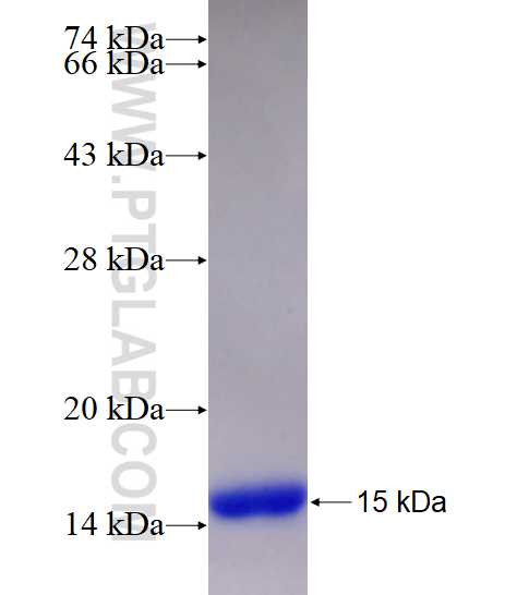 Eotaxin fusion protein Ag28463 SDS-PAGE