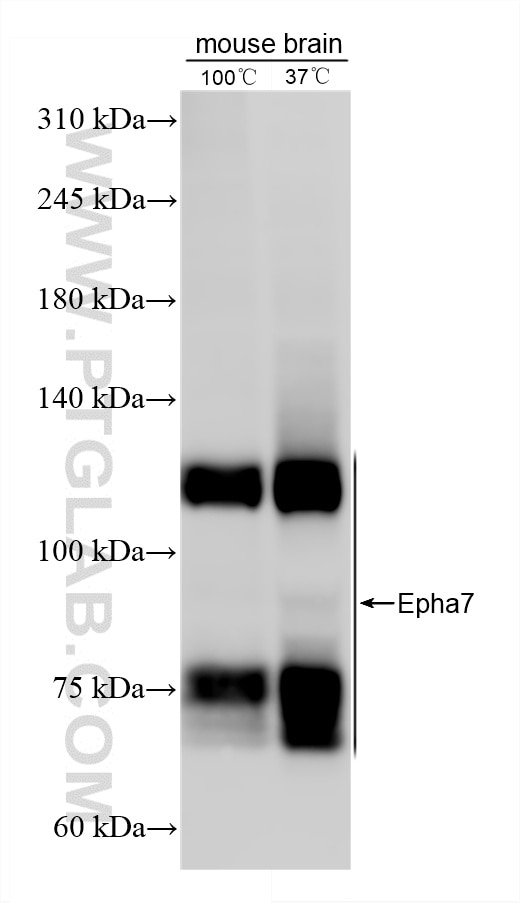 Western Blot (WB) analysis of various lysates using Epha7 Recombinant monoclonal antibody (87966-1-RR)