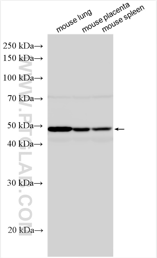 Western Blot (WB) analysis of various lysates using Ephrin B2 Polyclonal antibody (26533-1-AP)