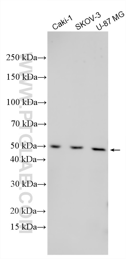 Western Blot (WB) analysis of various lysates using Ephrin B3 Polyclonal antibody (55080-1-AP)