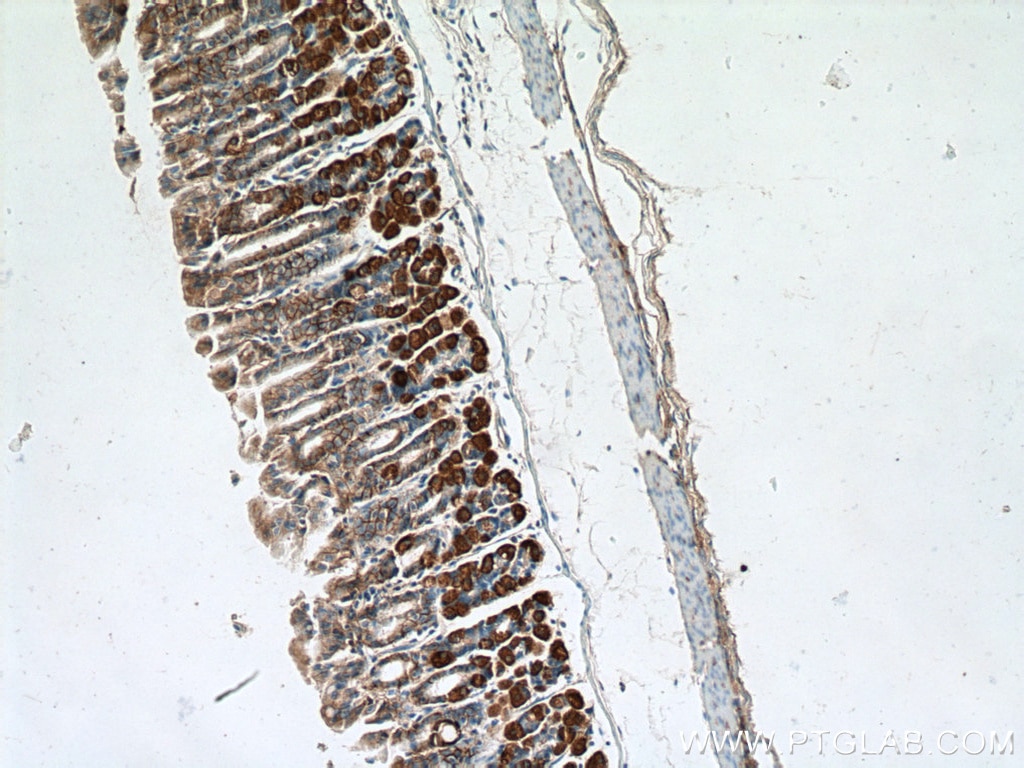 Immunohistochemistry (IHC) staining of mouse stomach tissue using Ezrin Polyclonal antibody (26056-1-AP)