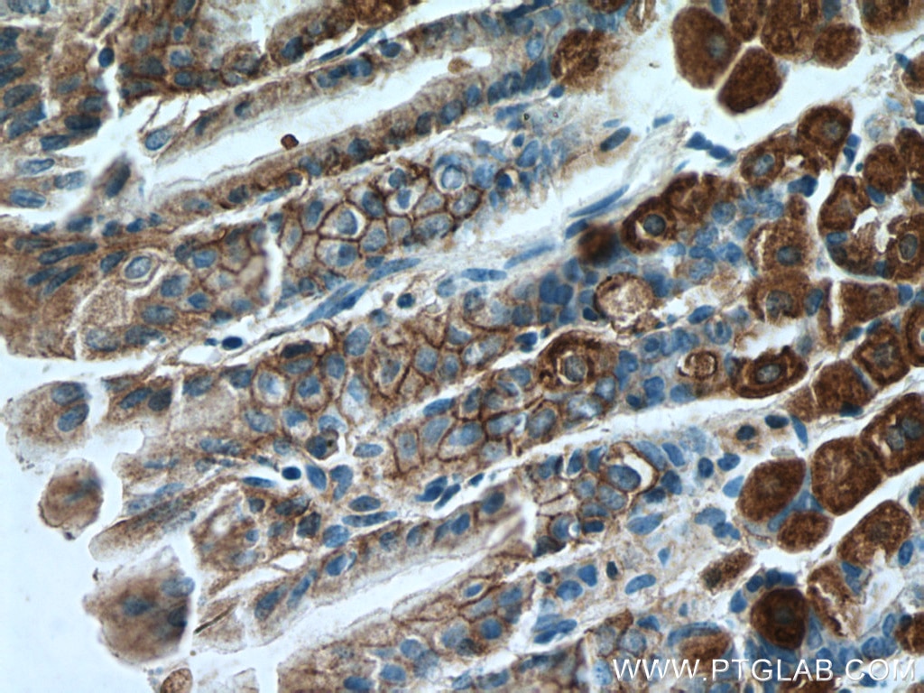 IHC staining of mouse stomach using 26056-1-AP