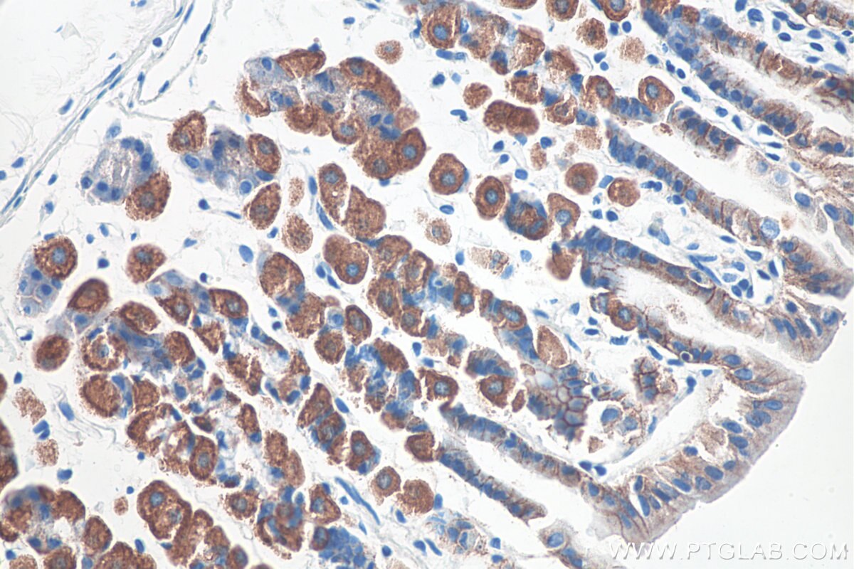 Immunohistochemistry (IHC) staining of mouse stomach tissue using Ezrin Polyclonal antibody (26056-1-AP)