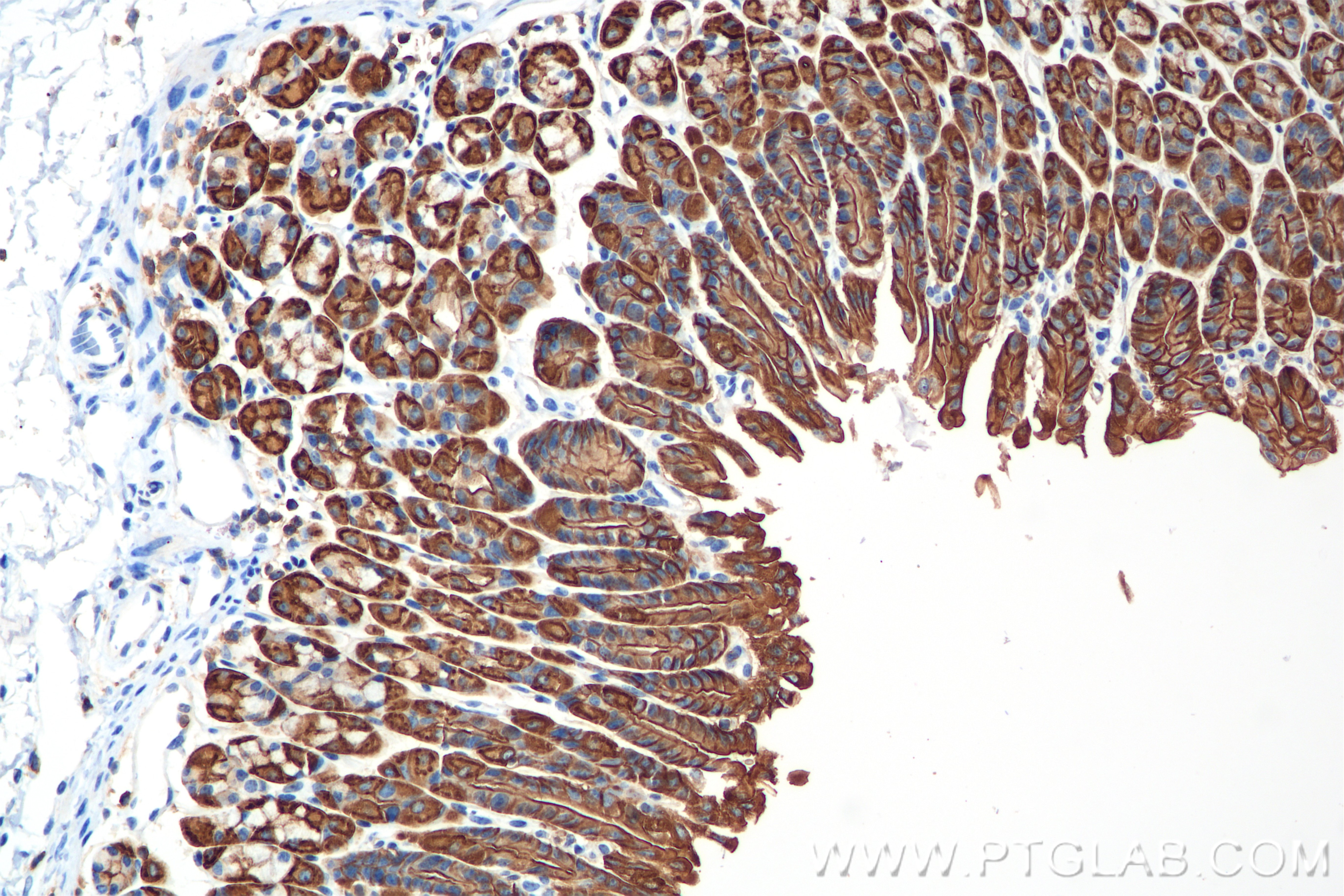 Immunohistochemistry (IHC) staining of mouse stomach tissue using Ezrin Recombinant antibody (85790-4-RR)