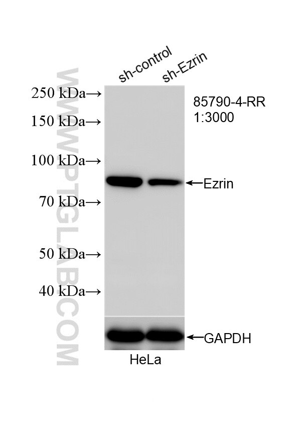 Western Blot (WB) analysis of HeLa cells using Ezrin Recombinant antibody (85790-4-RR)