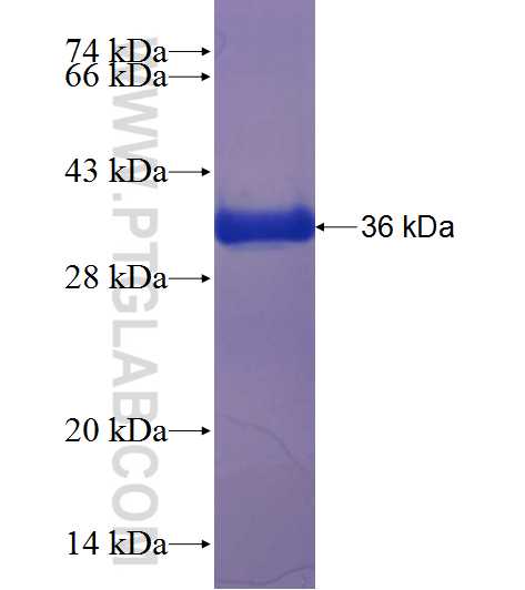 Ezrin fusion protein Ag23530 SDS-PAGE