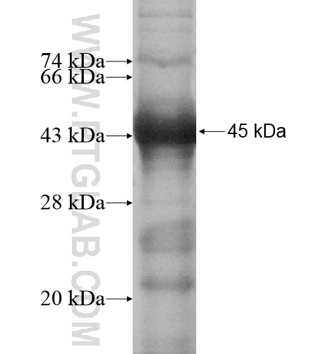 F10 fusion protein Ag11664 SDS-PAGE