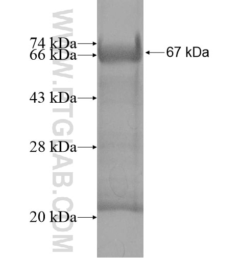 F10 fusion protein Ag11755 SDS-PAGE