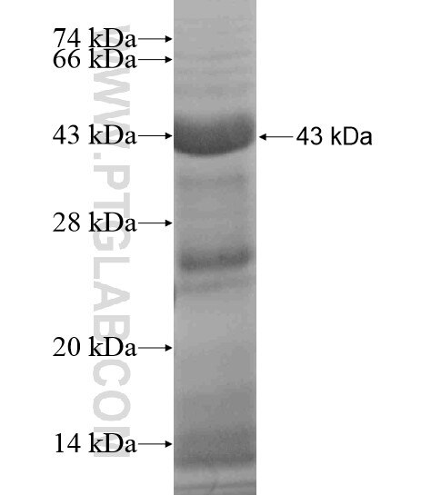 F11 fusion protein Ag19065 SDS-PAGE