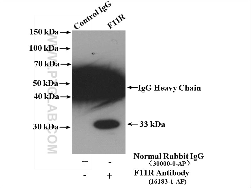 Immunoprecipitation (IP) experiment of mouse liver tissue using F11R Polyclonal antibody (16183-1-AP)