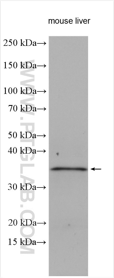 Western Blot (WB) analysis of mouse liver tissue using F11R Polyclonal antibody (16183-1-AP)