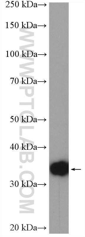 Western Blot (WB) analysis of human peripheral blood platelets using JAM-A/Junctional Adhesion Molecule A Polyclonal an (26941-1-AP)