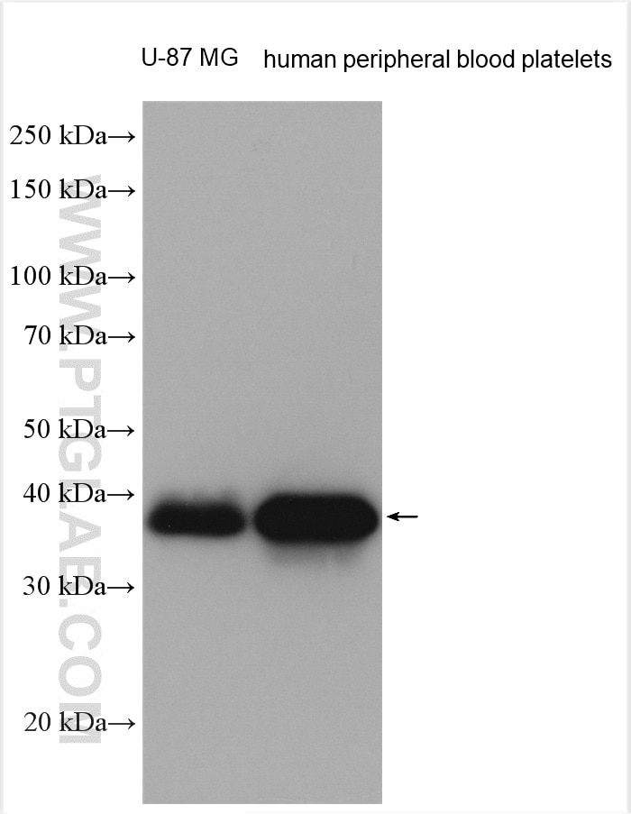 Western Blot (WB) analysis of various lysates using JAM-A/Junctional Adhesion Molecule A Polyclonal an (26941-1-AP)