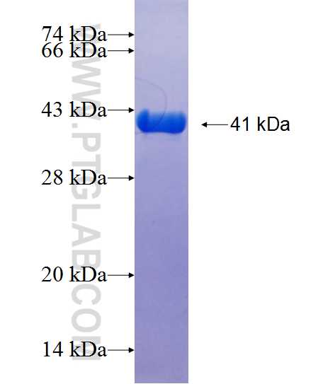 F11R fusion protein Ag25641 SDS-PAGE