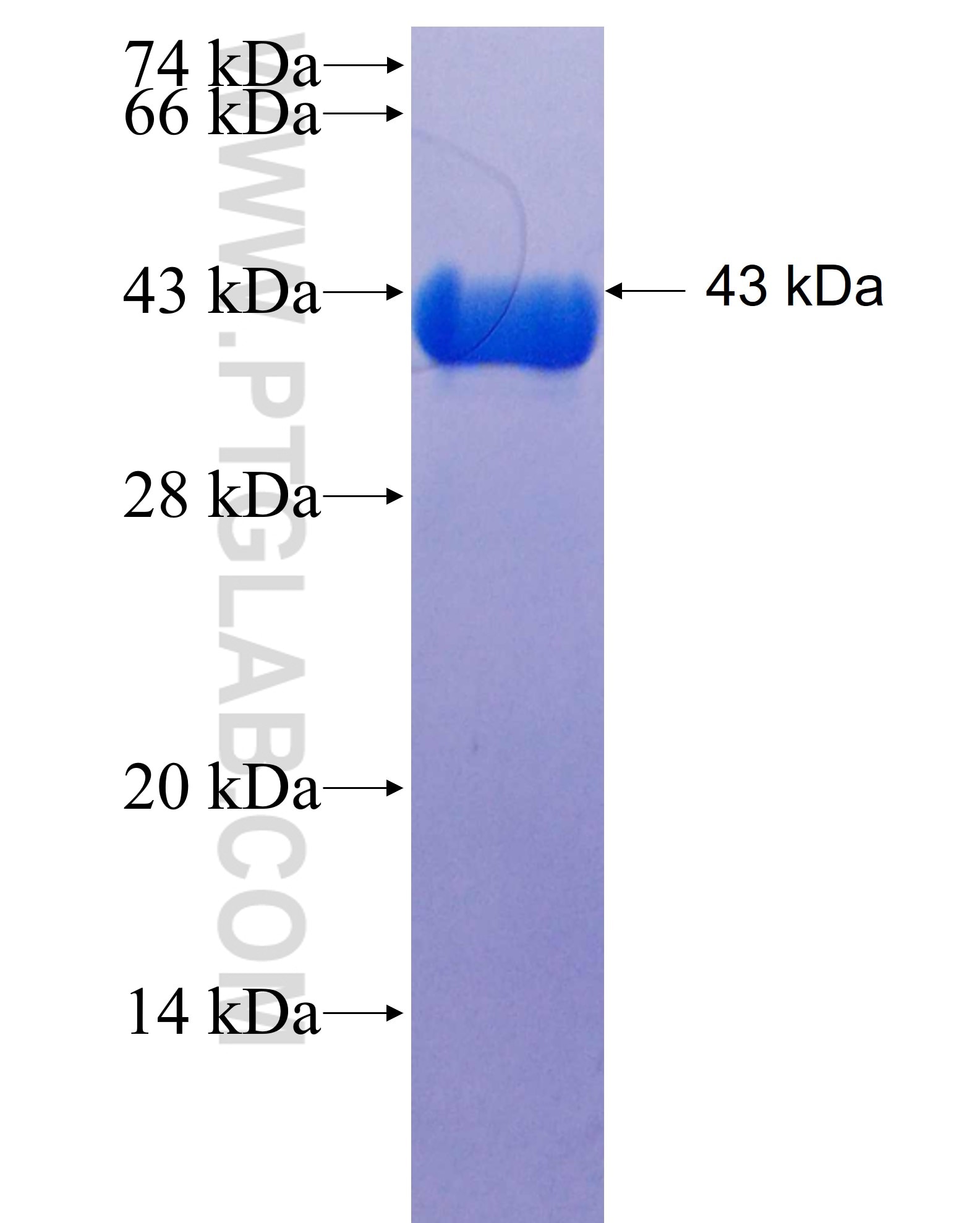 F11R fusion protein Ag25641 SDS-PAGE