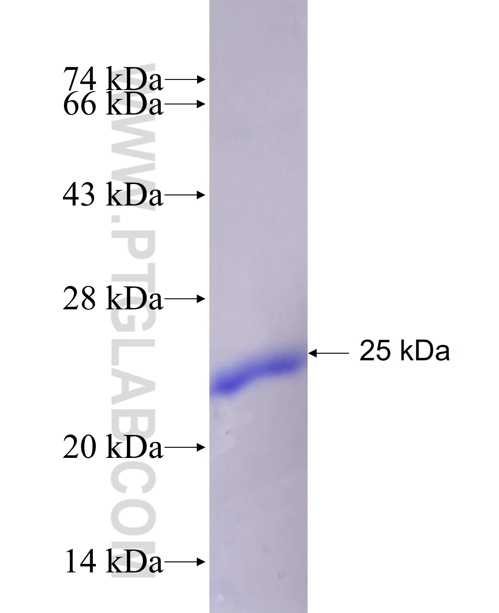 F11R fusion protein Ag25656 SDS-PAGE