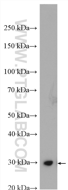 Western Blot (WB) analysis of mouse liver tissue using Factor XII Polyclonal antibody (12551-1-AP)