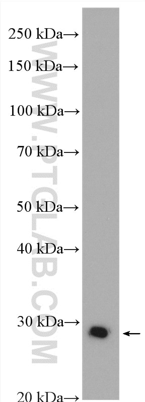 WB analysis of HepG2 using 12551-1-AP