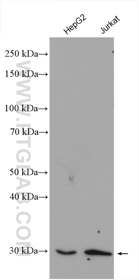 Western Blot (WB) analysis of various lysates using Factor XII Polyclonal antibody (12551-1-AP)