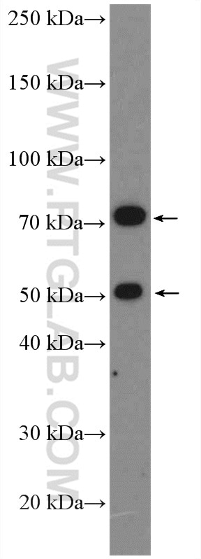 Western Blot (WB) analysis of K-562 cells using Factor XII Polyclonal antibody (27154-1-AP)