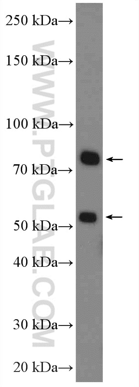 Western Blot (WB) analysis of HepG2 cells using Factor XII Polyclonal antibody (27154-1-AP)