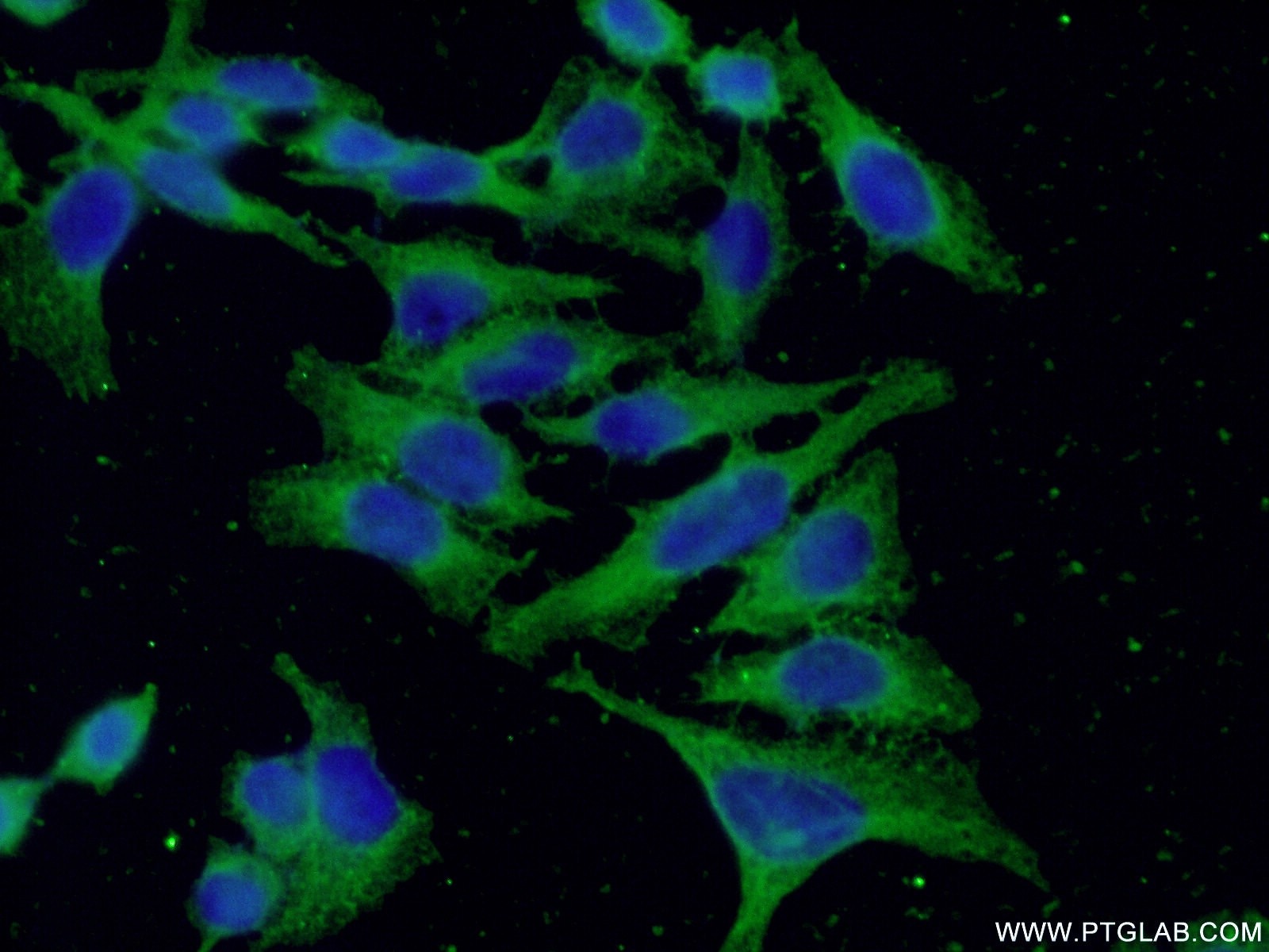 Immunofluorescence (IF) / fluorescent staining of HepG2 cells using Factor XII Monoclonal antibody (66089-1-Ig)