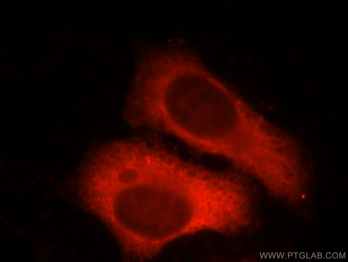 Immunofluorescence (IF) / fluorescent staining of HepG2 cells using Factor XII Monoclonal antibody (66089-1-Ig)
