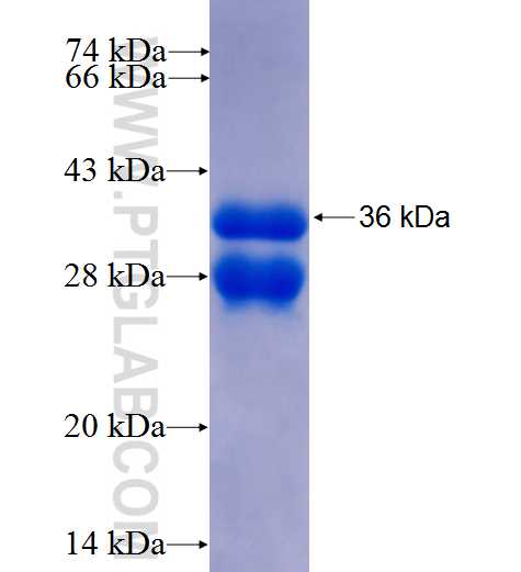 F12 fusion protein Ag25912 SDS-PAGE
