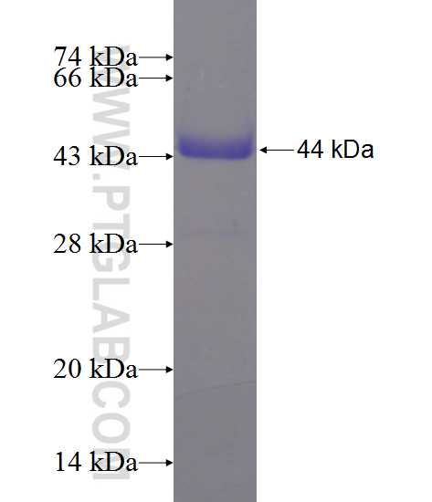 F13A1 fusion protein Ag11105 SDS-PAGE
