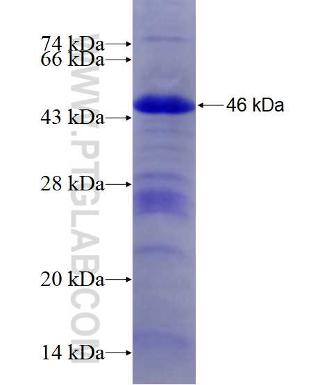 F2 fusion protein Ag18385 SDS-PAGE