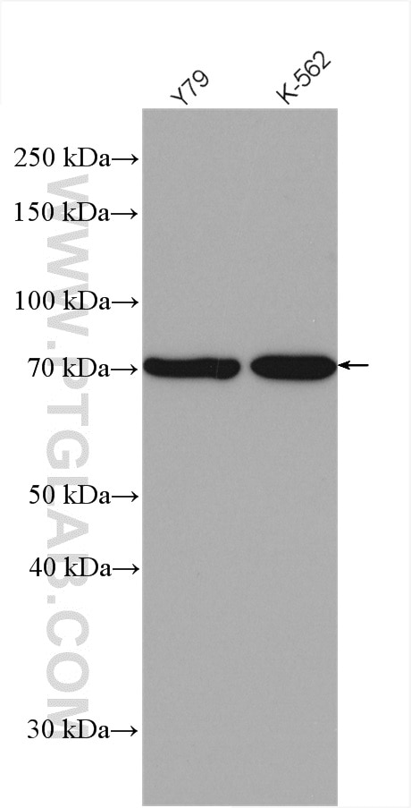 Western Blot (WB) analysis of various lysates using F2R Polyclonal antibody (26366-1-AP)
