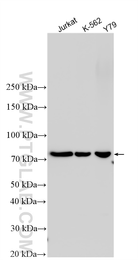 WB analysis using 26366-1-AP Western Blot (WB) analysis of various lysates using PAR1/Thrombin Receptor Polyclonal antibody (26366-1-AP)